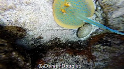 Taeniura lymma @ Perhentian Island, Malaysia by Daniel Douglas 